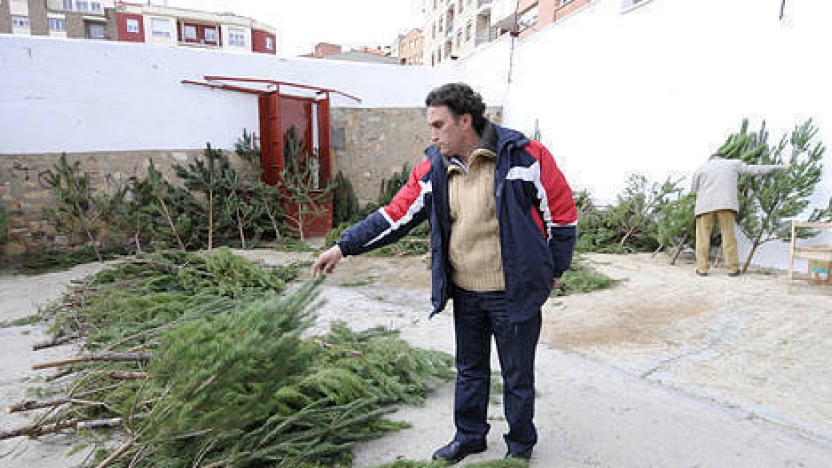 Recogida de árboles de Navidad ayer en la plaza de toros. / VALENTÍN GUISANDE-