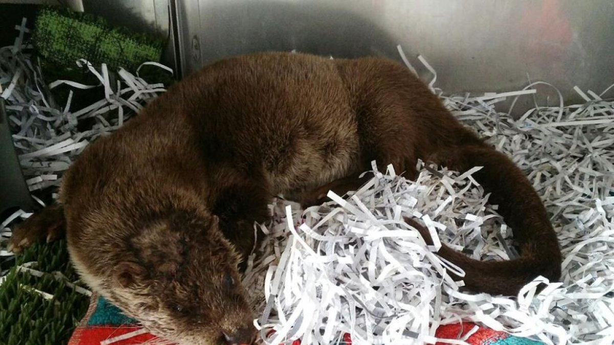 'Duerita', ayer, en el Centro de Recuperación de Animales Silvestres 'Los Guindales' de Burgos.-DIARIO DE SORIA