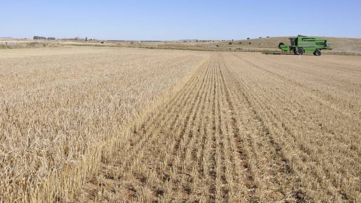 Superficie agrícola en la zona de Campo de Gómara.-V. G.