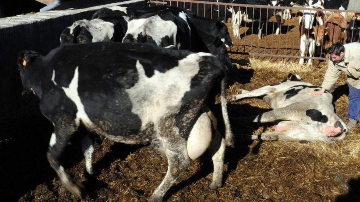 Vacas en una imagen de archivo. HDS