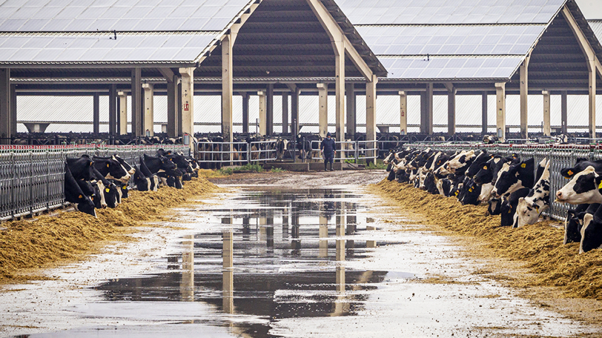 Vaquería de Valle de Odieta en Caparroso. MARIO TEJEDOR