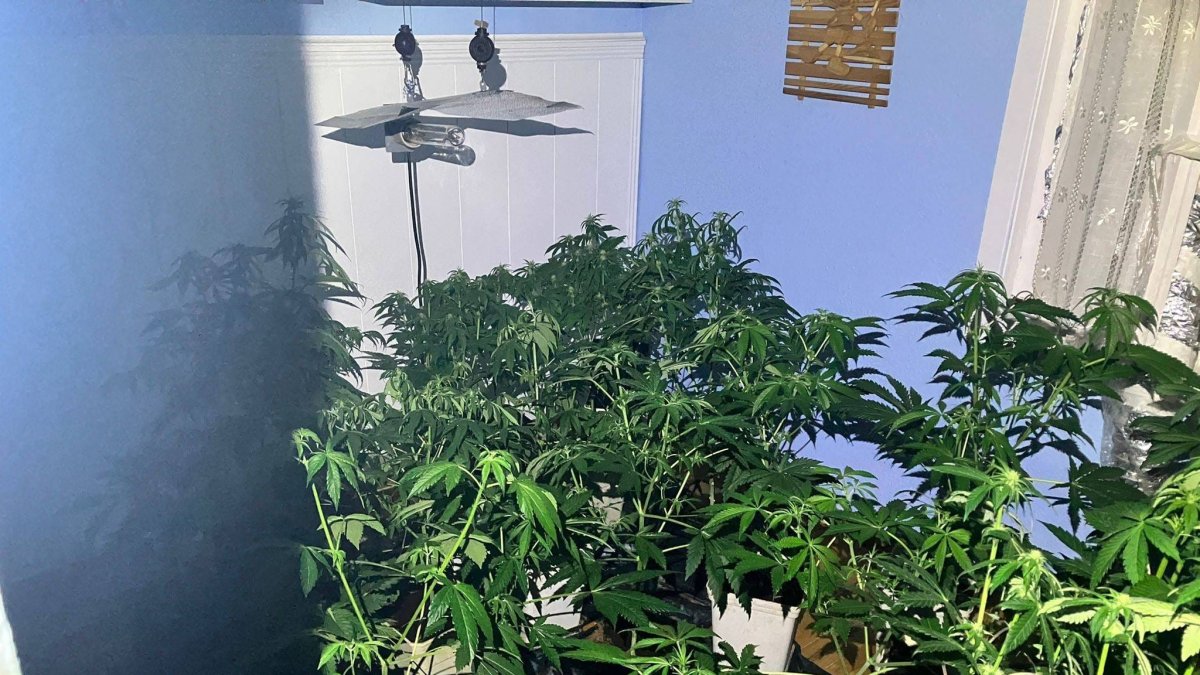 Plantas en el interior de la vivienda de Villálvaro.-HDS