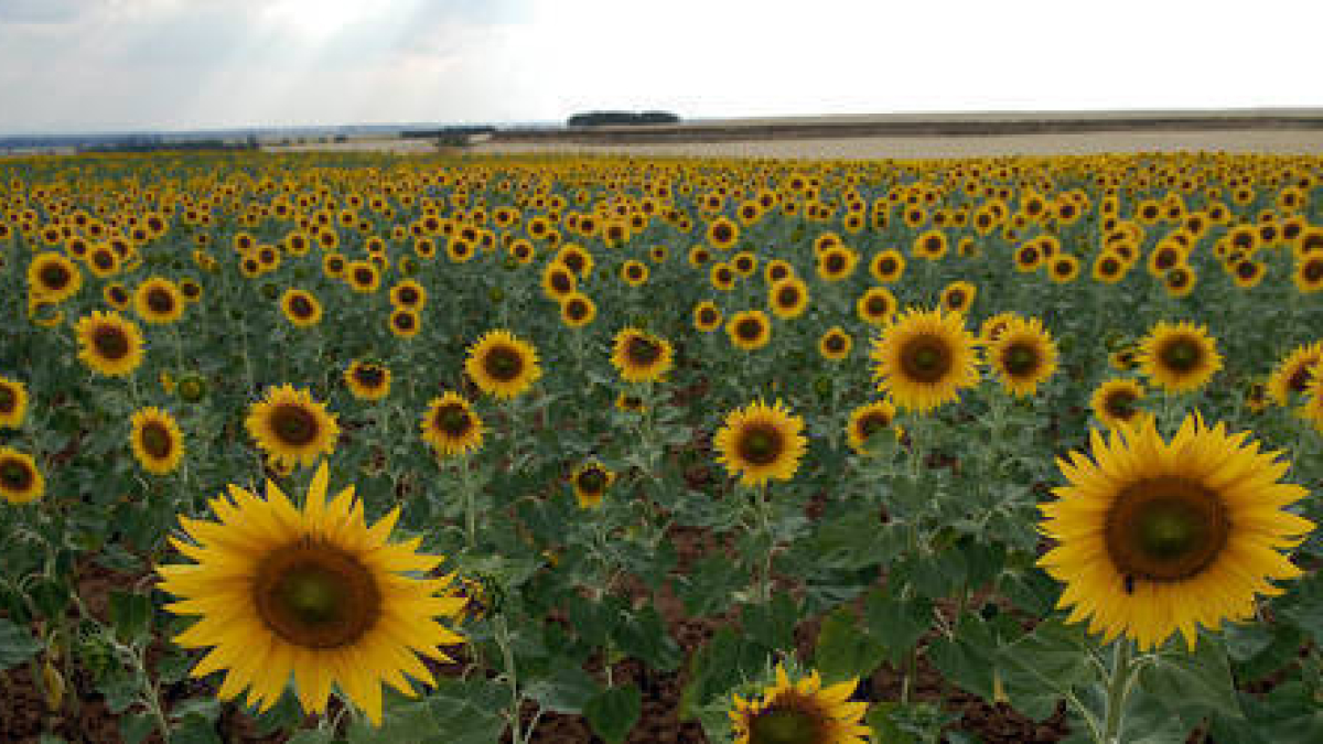 La superficie de girasol desciende para esta campaña. 