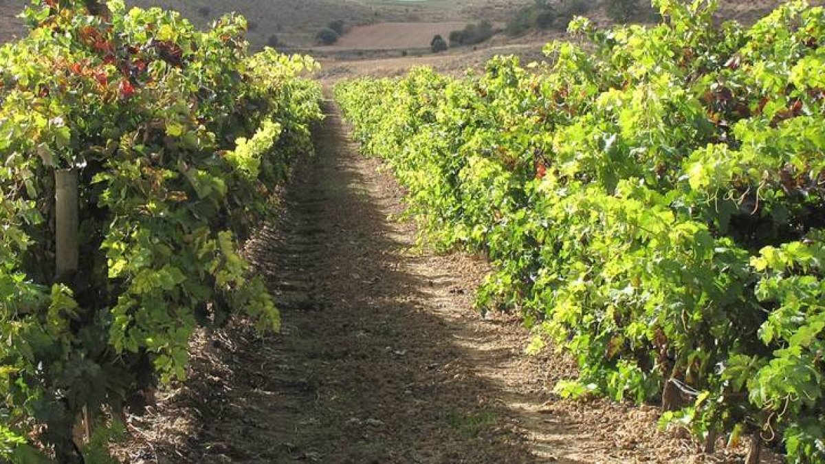 Viñedos de Denominación de Origen Ribera del Duero en Soria.-HDS