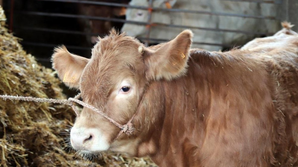 Animales en una explotación ganadera de la comarca de Aliste. Entre los 8 y los 12 meses de edad son sacrificados en el caso de la ternera lechal.-- J.L.C.