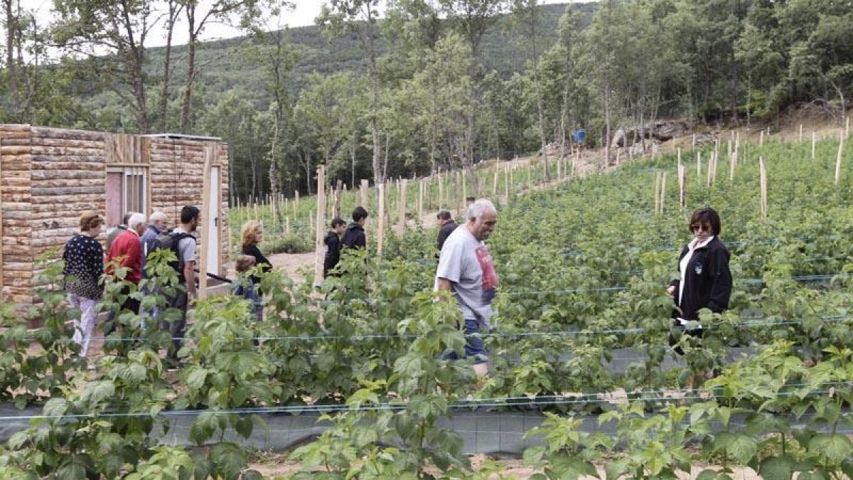 Vecinos de Tardelcuende en la visita ayer a las plantaciones de El Royo-L.A.T.
