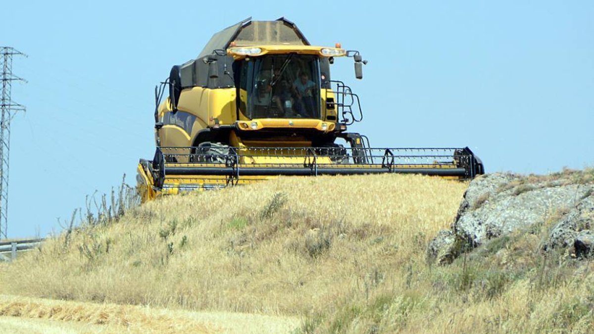 Una de las cosechadoras en plena faena en el campo de Gómara-A. M.