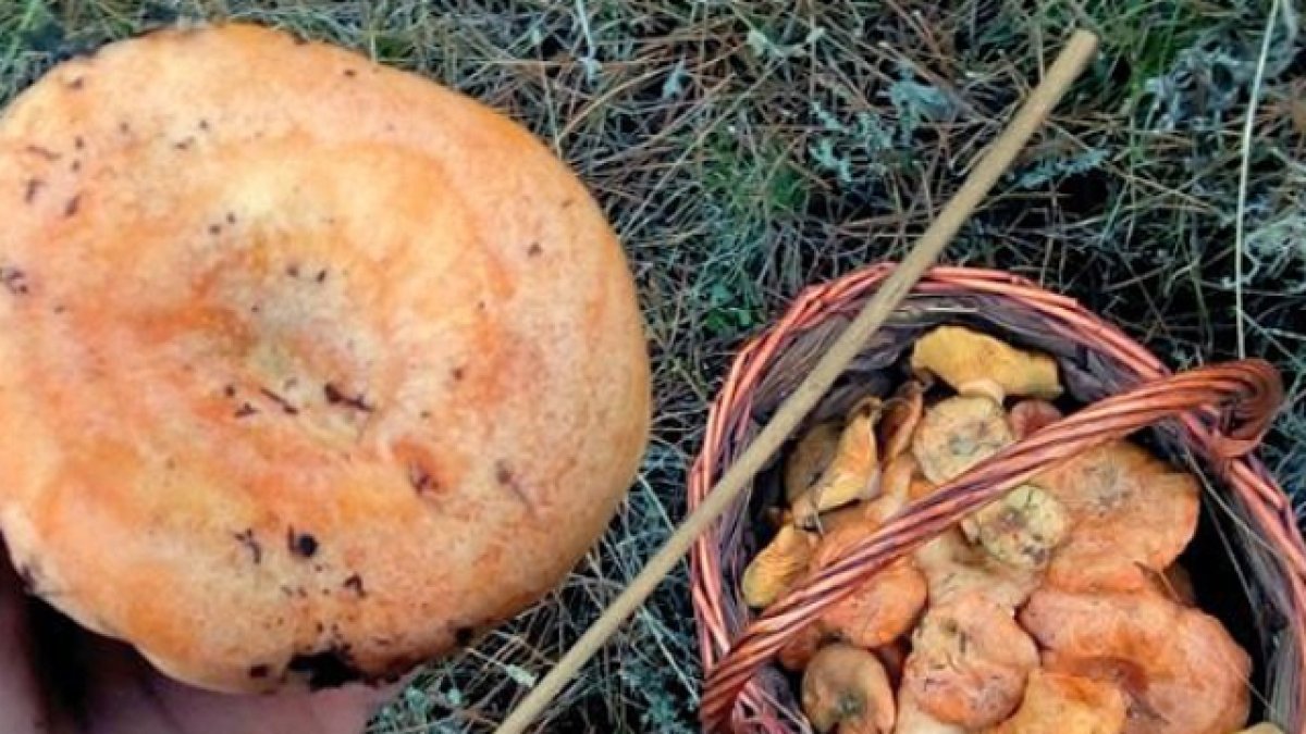 Un ejemplar de níscalo y una cesta con el produtcto.