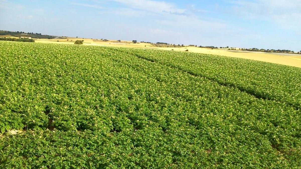 Parcela de patatas en una explotación de Valladolid. En la campaña pasada la superficie de siembra se redujo un 7% Castilla y León.-E. M.