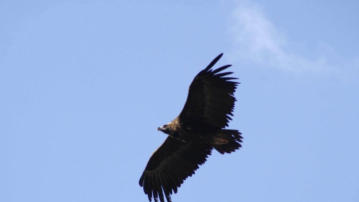 Imagen de buitre negro sobrevolando.-ICAL