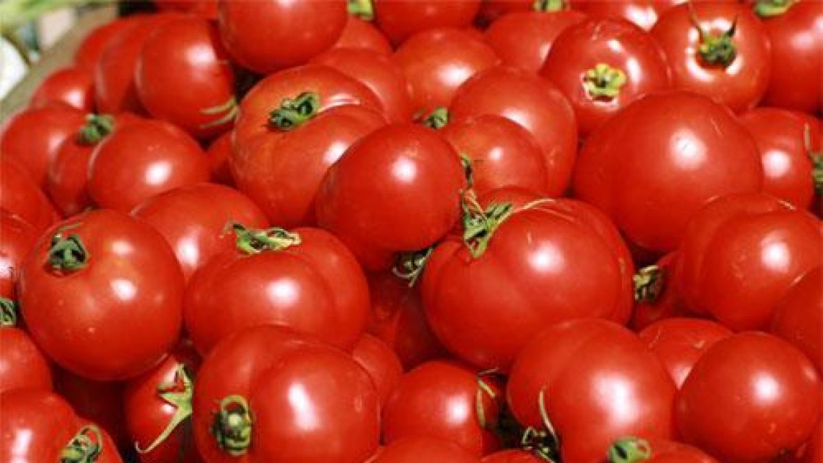 Tomate marroquí-EL PERIÓDICO