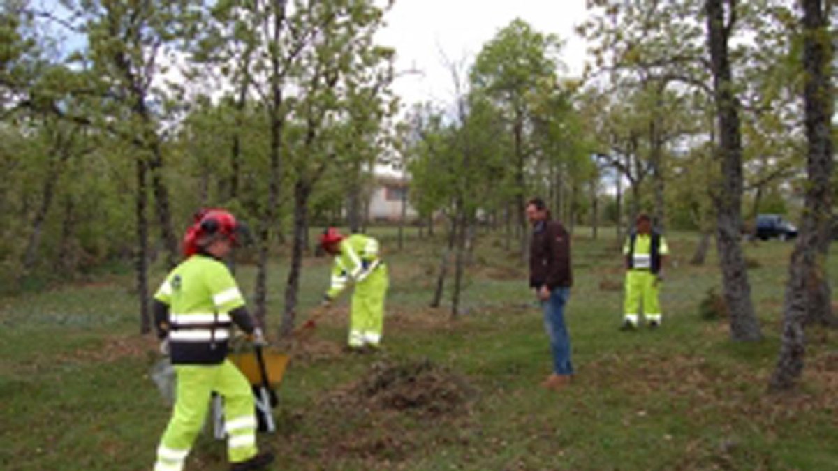 Empleados de las brigadas forestales contratados por la Diputación.-Diputación