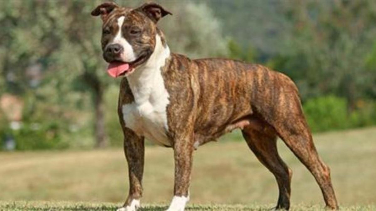 Un can de la raza Staffordshire.-EL PERIÓDICO