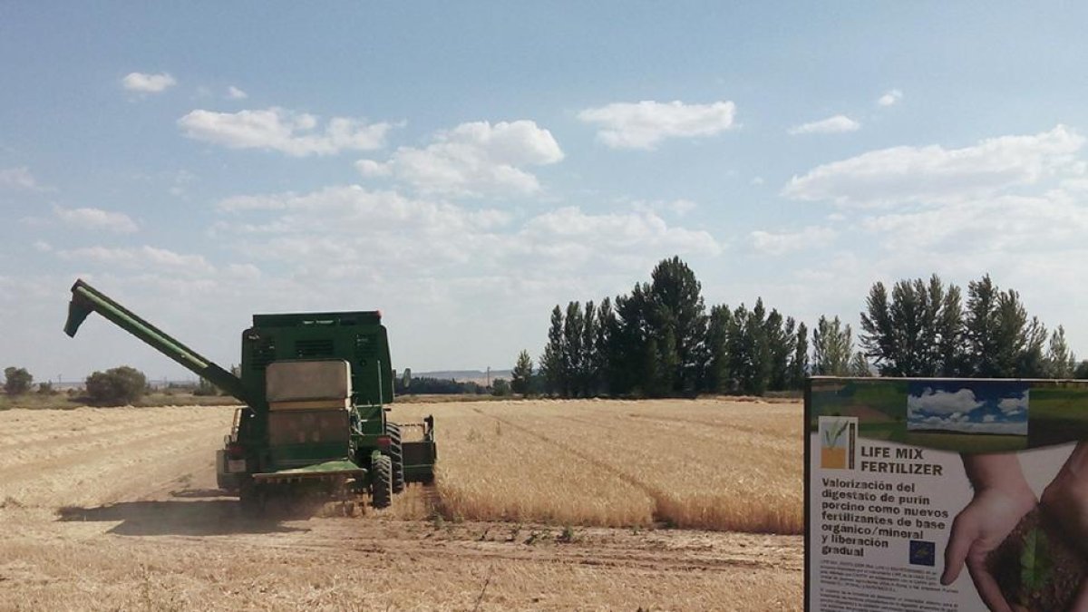 Uno de los campos en la zona de Almazán tratada con el nuevo fertilizante de base orgánica y mineral.-CARTIF