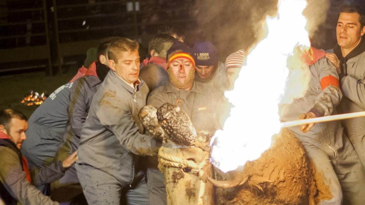 Preparación del toro para el festejo del Jubilo.-MARÍA FERRER