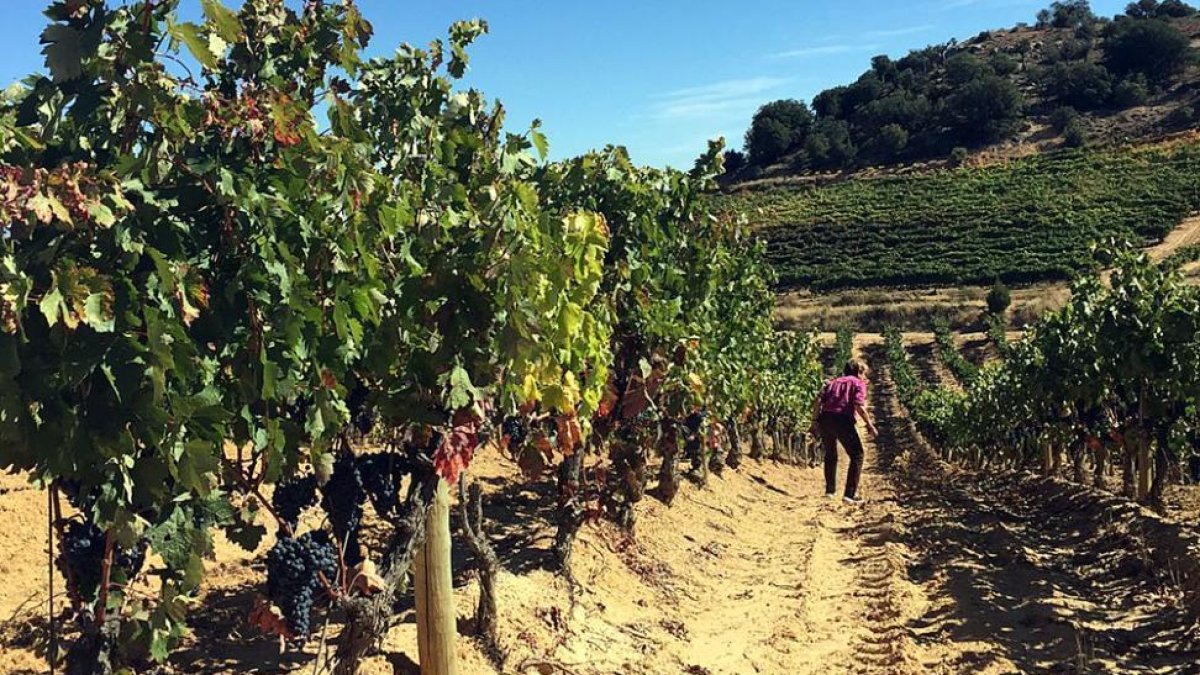 La vendimia arrancó hace cuatro días en Castillejo de Robledo-Cedida