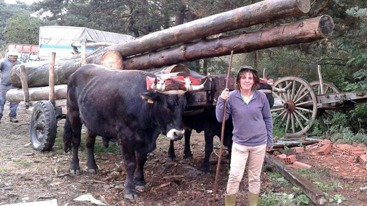 Paloma con una yunta de bueyes de la raza serrana soriana, una de las dos con las que entrena en Quintanar de la Sierra.-