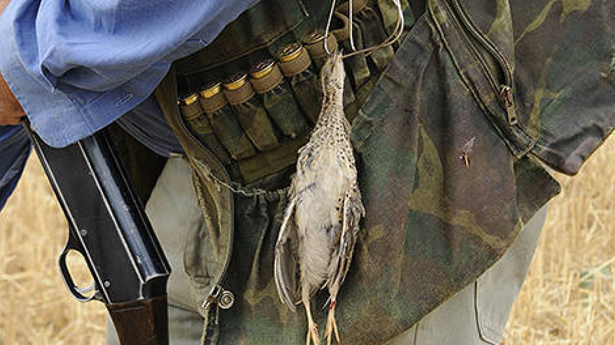 Un cazador con una codorniz en la percha. / HDS-