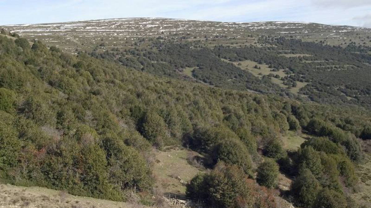Panorámica del acebal de Garagüeta.-VALENTÍN GUISANDE