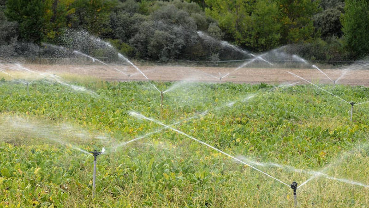 Cultivo en la provincia de Soria. / VALENTÍN GUISANDE-