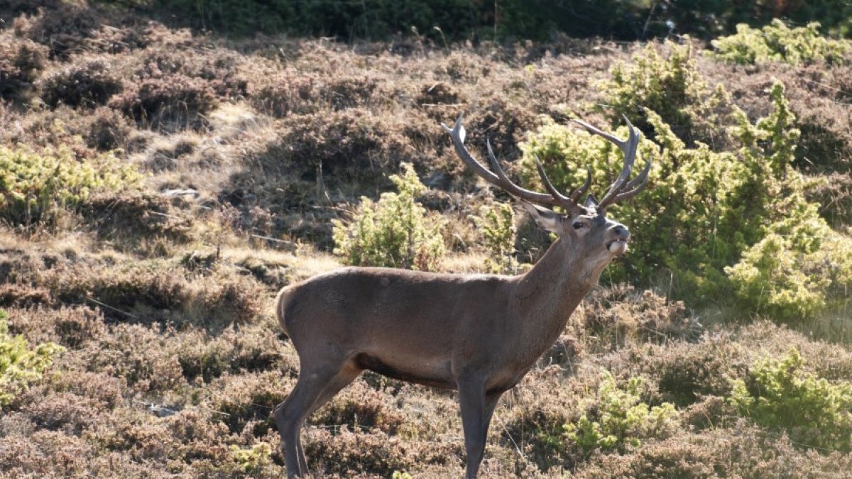 Un ciervo macho brama en la berrea de Soria para atraer la atención de las hembras. VALENTÍN GUISANDE - ICAL