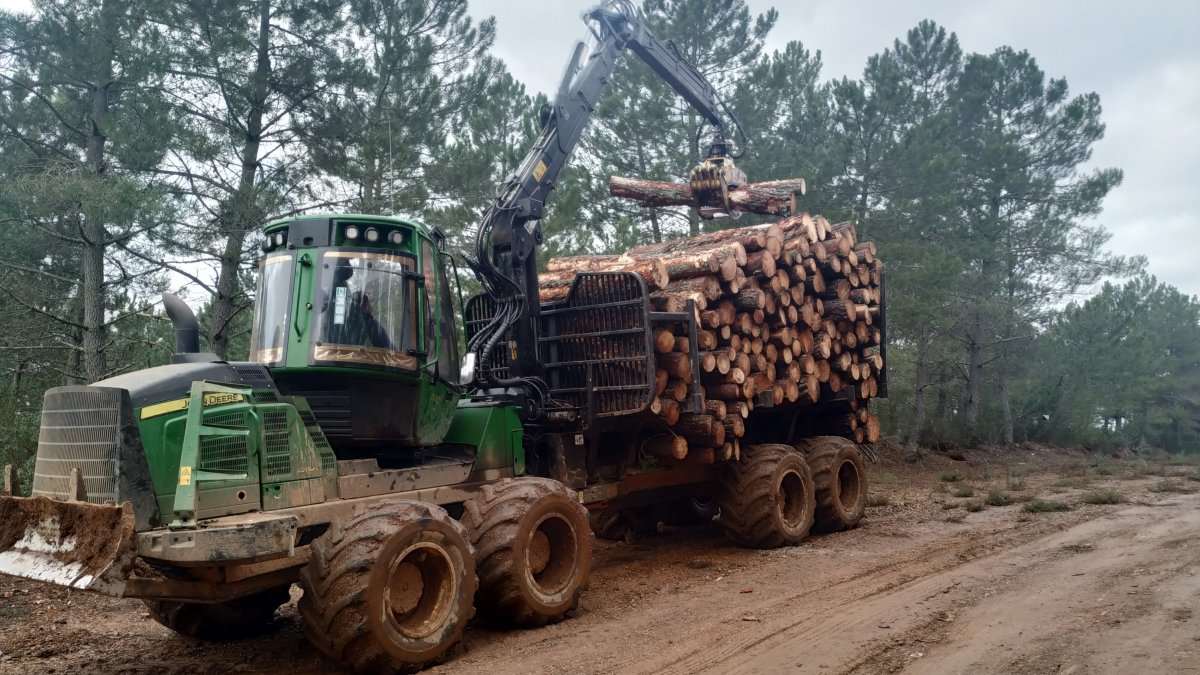Recogida de madera en el monte.-ICAL
