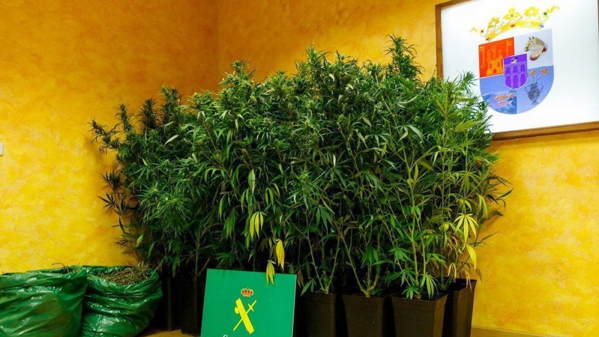 Plantas incautadas en la operación.-- ICAL