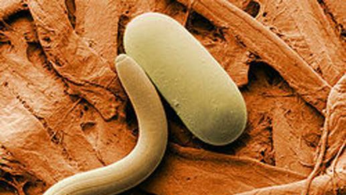 Nematodo.-