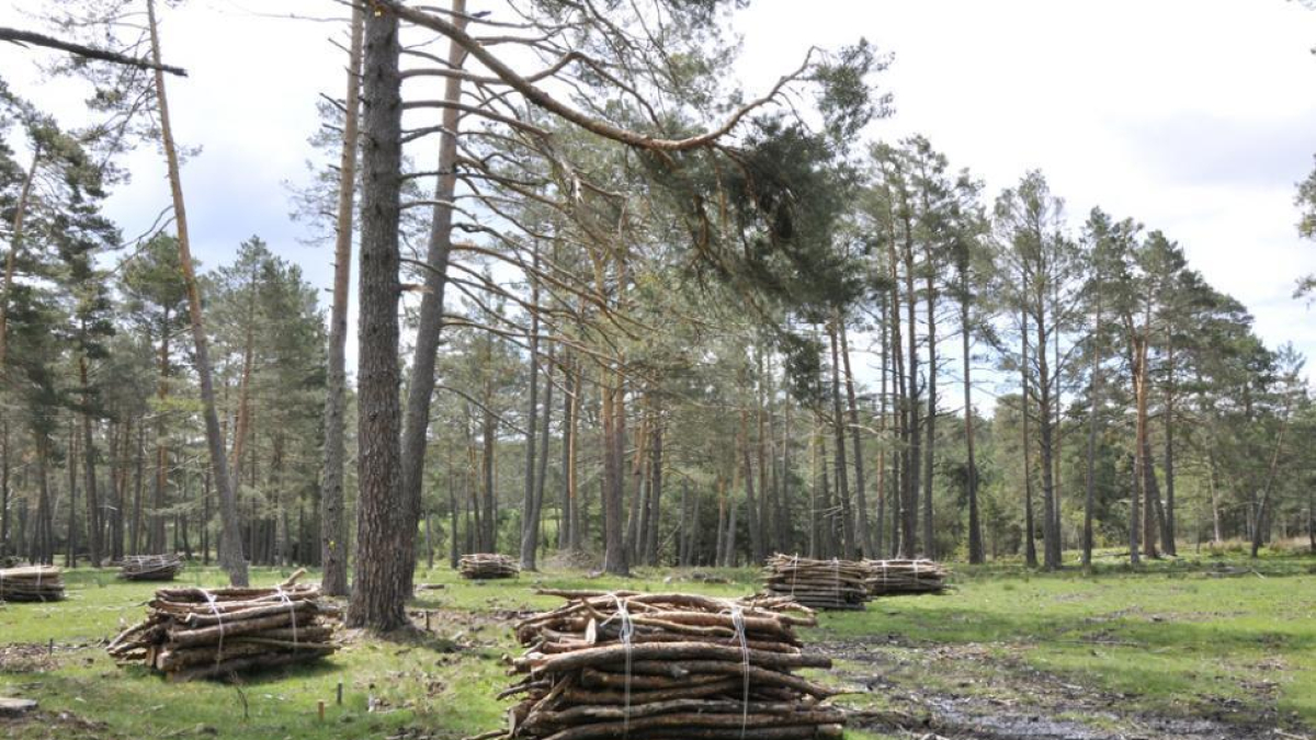 Fardos de madera atada en un monte de la provincia.HDS