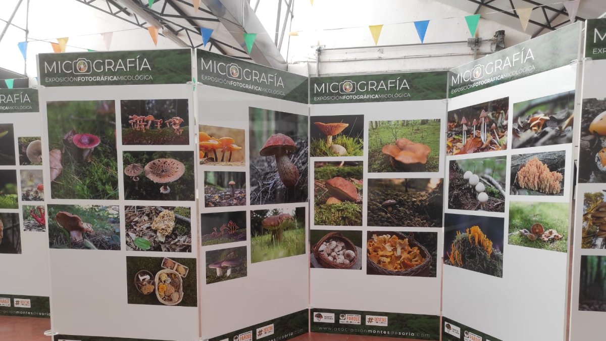 Exposición micológica en Borobia. HDS