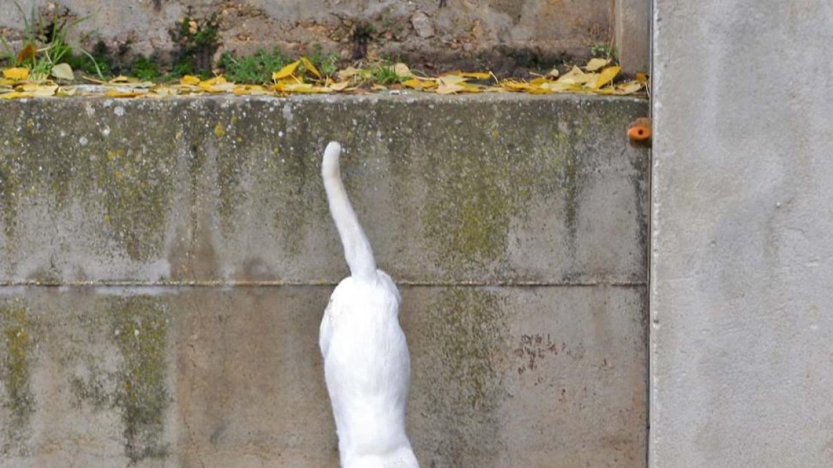 Un gato de la colonia de Duques de Soria.-HDS