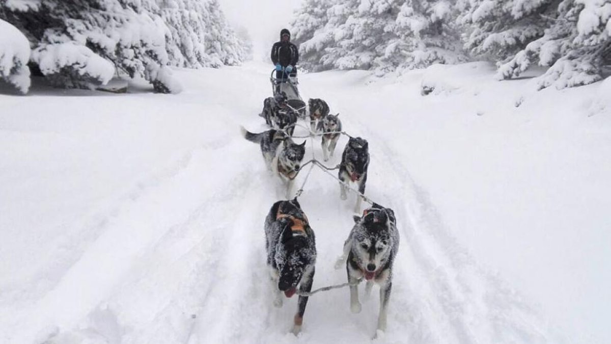 Un entrenamiento de un musher en Pinares la semana pasada.-C.D. SORIA UNLIMITED