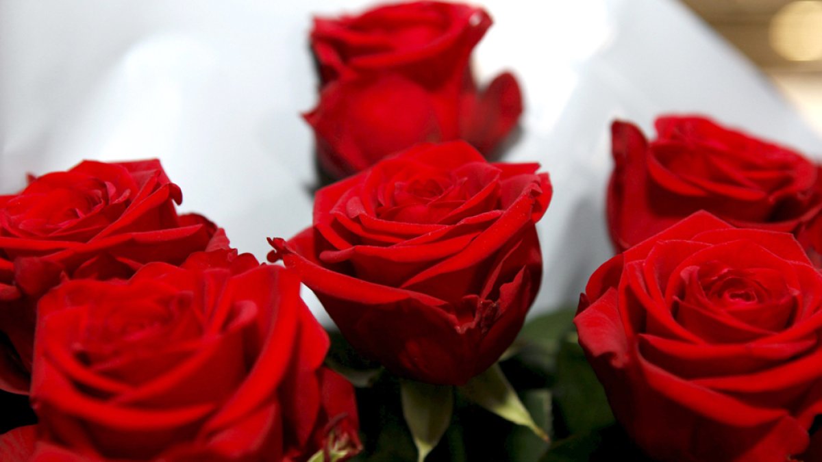 Rosas de Aleia. MARIO TEJEDOR