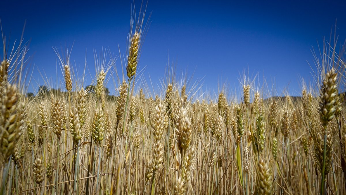Campos de cereal en una imagen de archivo. HDS