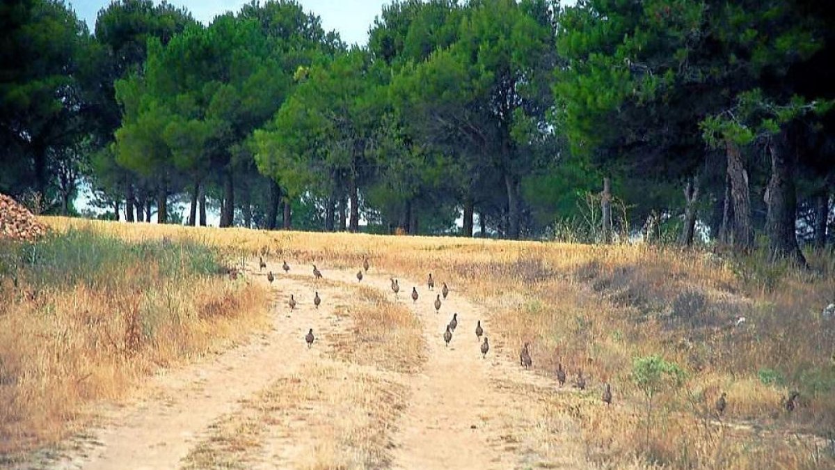 Un buen bando de perdices en un coto vallisoletano de los Montes Torozos.-- LEONARDO DE LA FUENTE