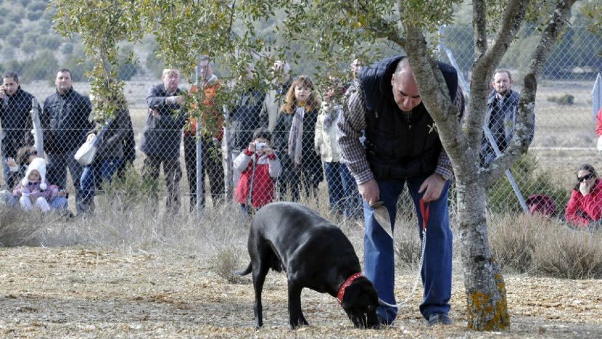 Un perro ‘trufero’ en una plantación dentro del concurso de búsqueda de Abejar.-DIEGO MAYOR