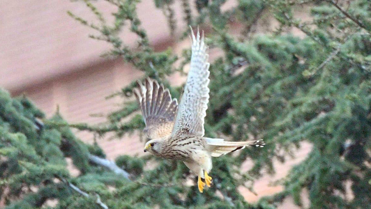 Cernícalo en Soria capital.-HDS