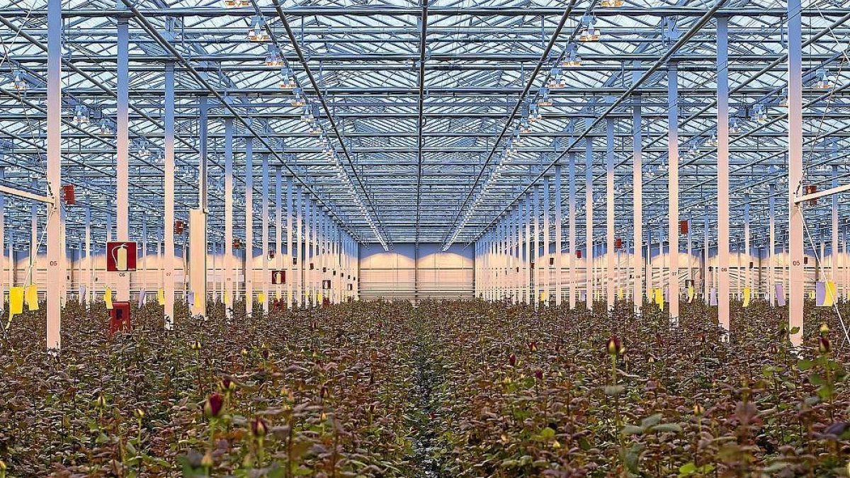 Vista general de las instalaciones de Aleia Roses, invernadero de cerca de 14 hectáreas ubicado en el municipio soriano de Garray.-- REPORTAJE GRÁFICO: ALEIA ROSES