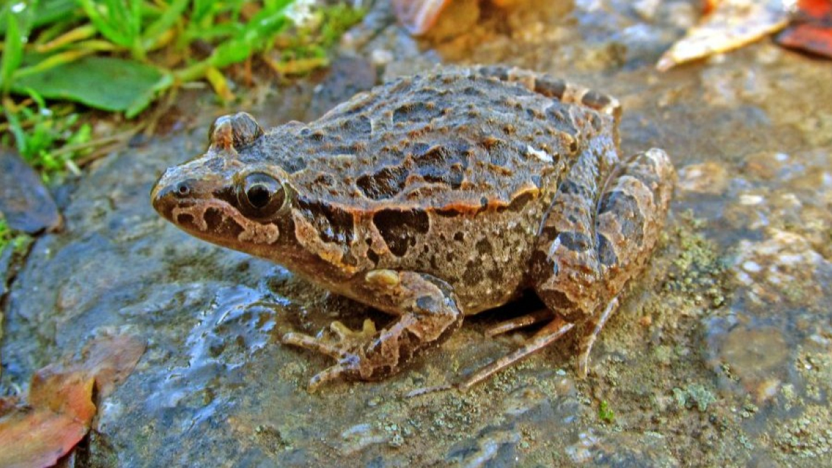 Sapillo pintojo.-M. MEIJIDE