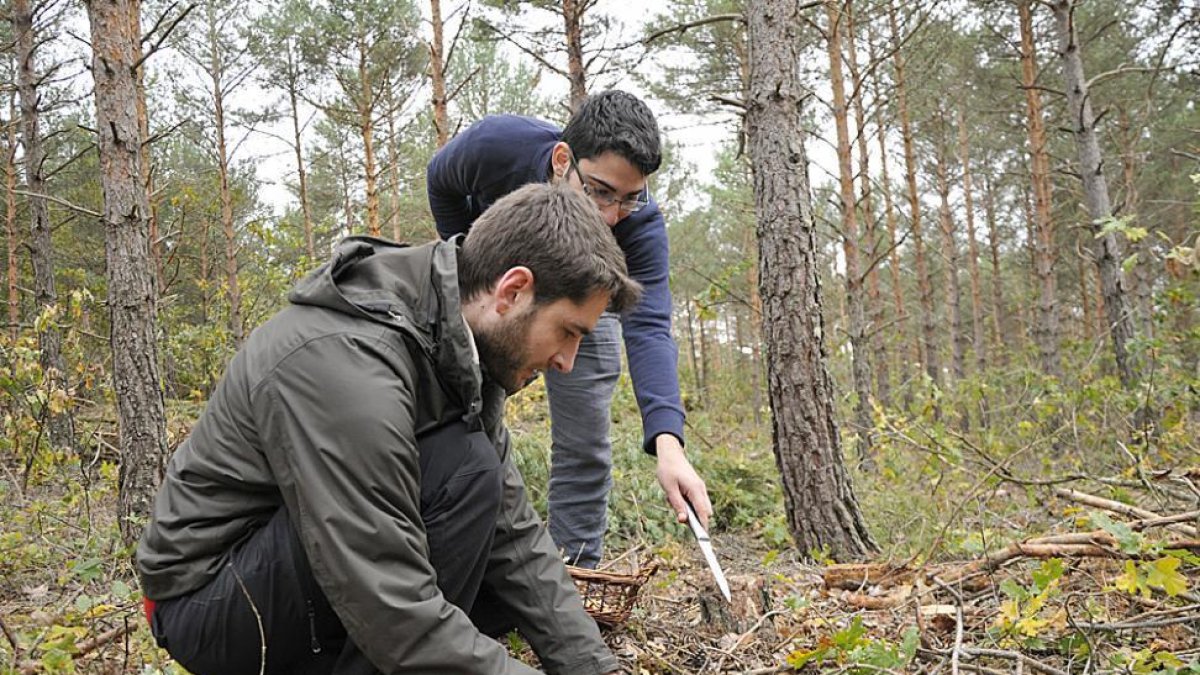 Recolectores micológicos en un monte soriano.-DIEGO MAYOR