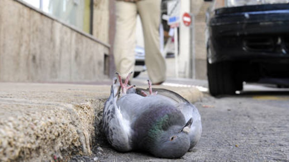 Palomas muertas en la capital soriana. / A. M.-