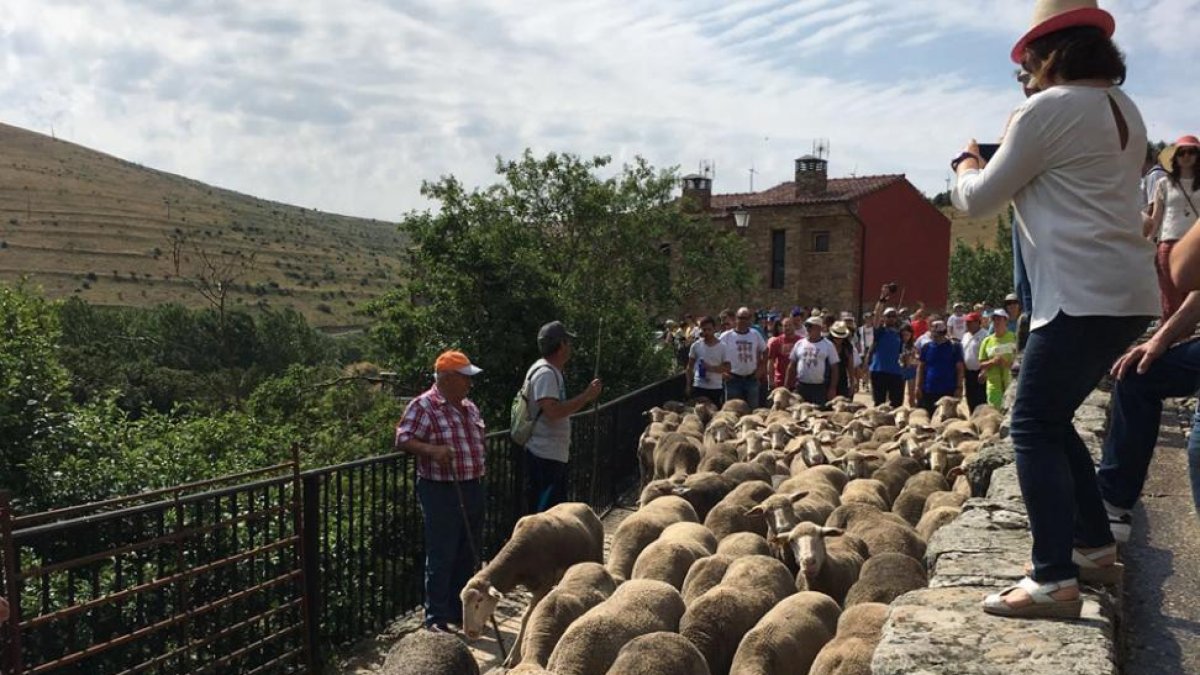 Entrada de overjas, ayer, a Oncala.-MANCOMUNIDAD TIERRAS ALTAS
