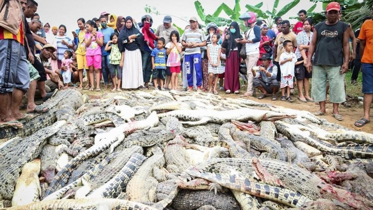 Residentes locales observan una montaña de cadáveres de cocodrilos en una granja de cria en Sorong, Indonesia. /-STR