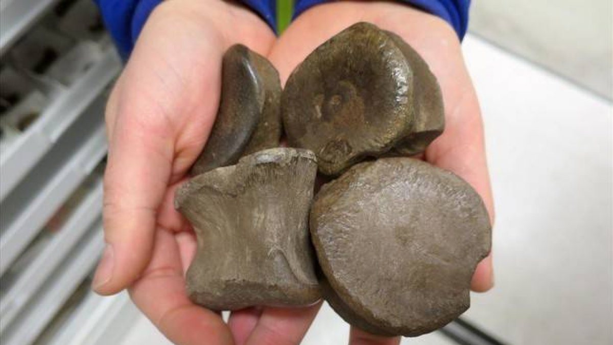 Fósiles de la especie de dinosaurio localizada en el norte de Alaska.-UNIVERSIDAD DE ALASKA