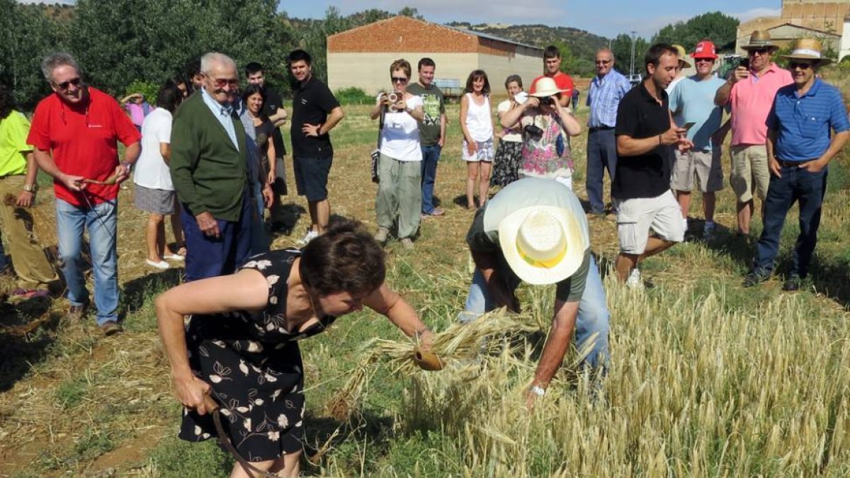 Los vecinos de Chércoles revivieron los oficios de la siega y de la trilla-Asociación de los Elegantes