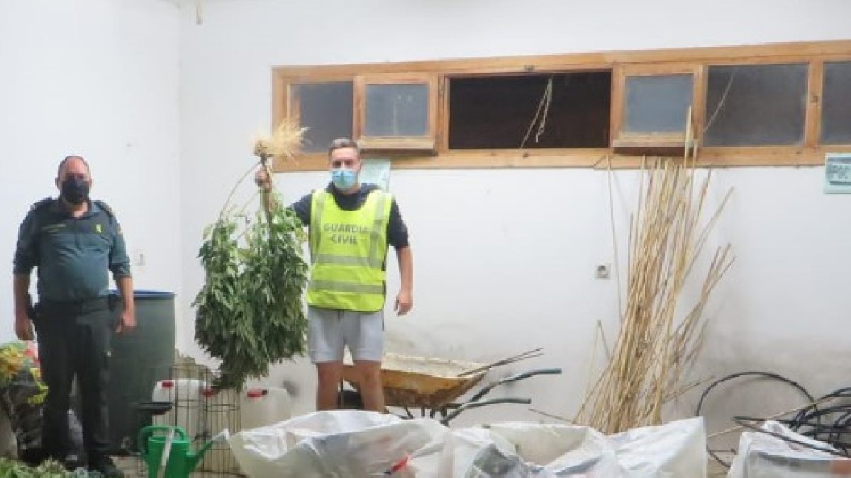 Marihuana intervenida en la operación. HDS