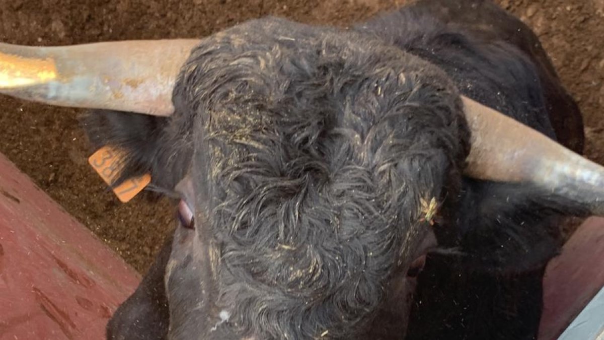 Lioso, de 412 kilogramos, mira a la cámara del fotógrafo.