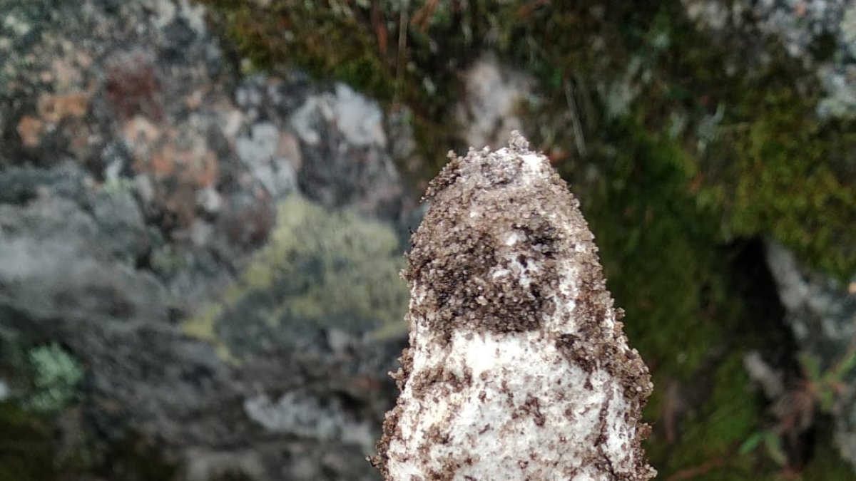 Un recolector soriano sujeta un canónico ejemplar de Amanita Cesárea la pasada semana. TOÑO CARRILLO