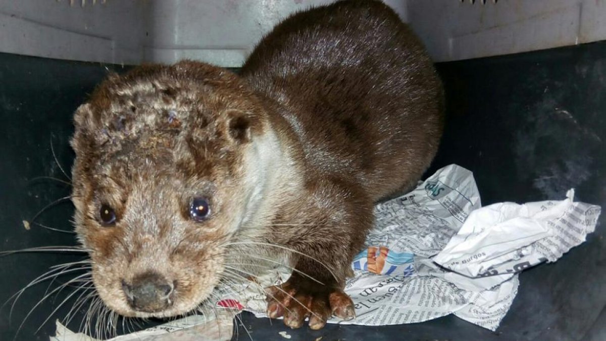 'Duerita' en el Centro de Recuperación de Animales Salvajes 'Los Guindales'.-D.S.