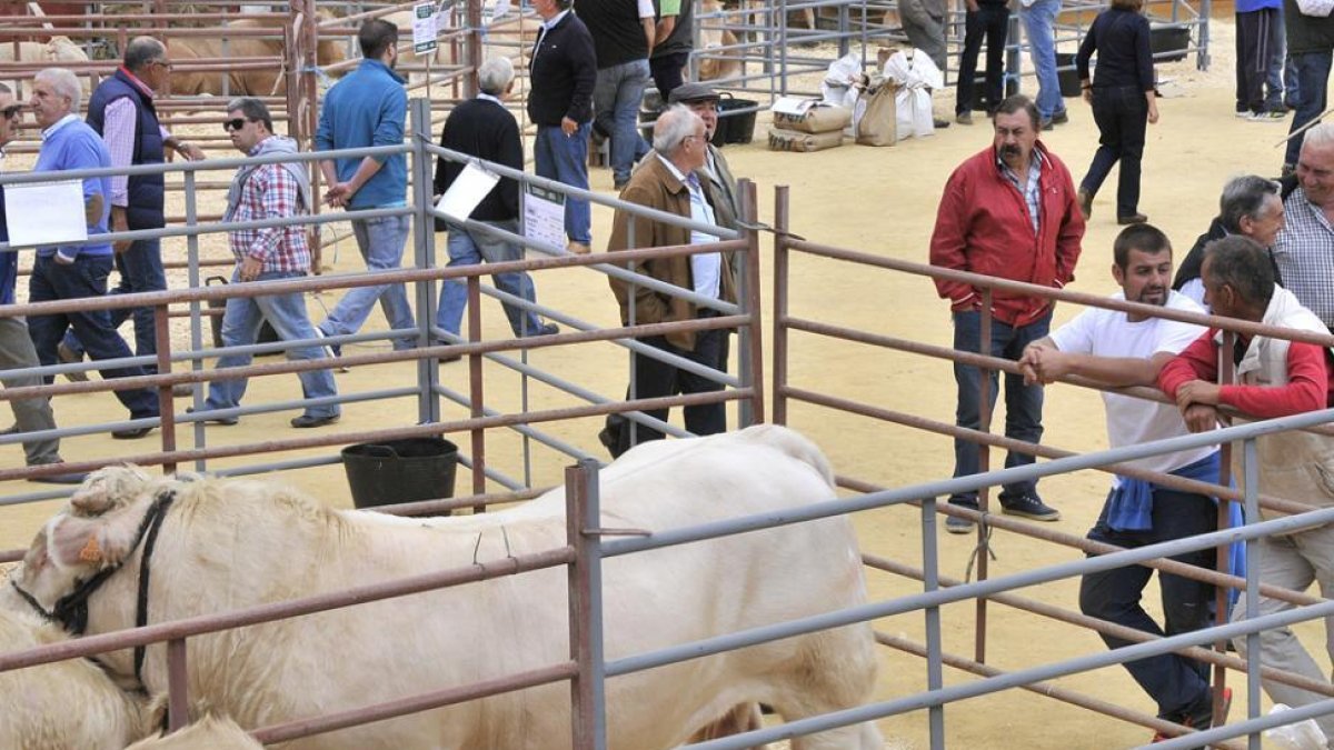 Profesionales y curiosos se dieron cita en la plaza de toros ayer.-Daniel Rodríguez